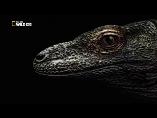 giants of the animal world 3 series of 3. the biggest lizard / how big can it get? (2011) full hd 1080p