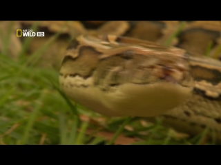 giants of the animal world episode 2 of 3. the biggest snake / how big can it get? (2011) full hd 1080p