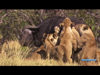 incredible journeys season 1 episode 7 of 11 botswana ultimate journeys (2005) hd 720p