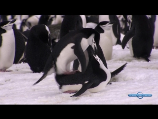 incredible journeys season 1 episode 1 of 11. antarctica / ultimate journeys (2005) hd 720p