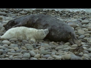 british seasons episode 4 of 4. autumn / the great british year (2013) hd 720p