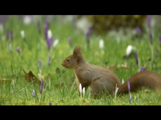 british seasons 2 of 4. spring / the great british year (2013) hd 720p