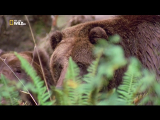 world of the wild nature 12 series of 13. american mountains / world of the wild (2011) hd 720p