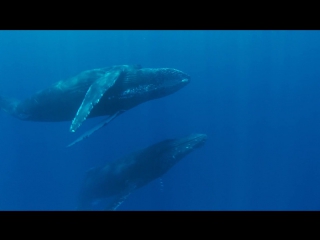 sea giants 3rd series. ocean giants (2011) hd 720p