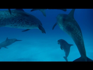 sea giants 2nd series. thinkers of the deep / ocean giants (2011) hd 720p