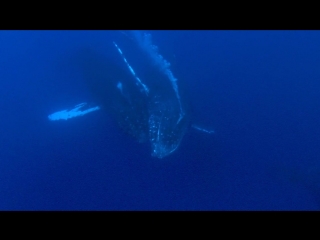 sea giants 1st series. life of giants / ocean giants (2011) hd 720p