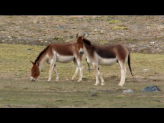 another china with nigel marvin 6th series. tibetan plateau / untamed china with nigel marven (2011) hd