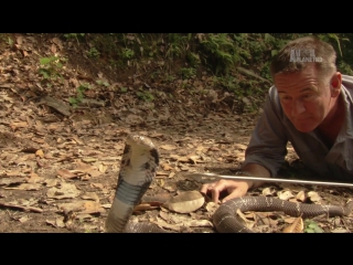 another china with nigel marvin 1st series. in the animal kingdom / untamed china with nigel marven (2011) hd