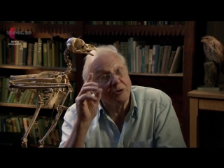 david attenborough. riddles of nature 2nd season 3rd series. virgin reproduction / david attenborough s. natural curiosities (2014)