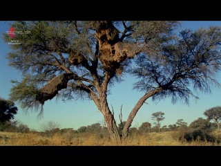 david attenborough. riddles of nature 2nd season 8th series. spinners and weavers / david attenborough s. natural curiosities (2014)