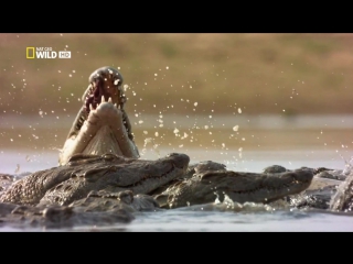 hippo vs crocodile / wild-hippo vs croc (2013) hd 720p