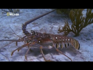 the most dangerous animals. underwater killers / world s deadliest. underwater killers (2013) hd