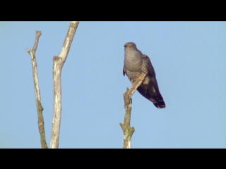 bbc. the world of nature. cuckoo (the natural world. cuckoo) 2009