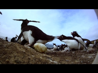 bbc. penguins. spy in the flock 1st series. journey (penguins - spy in the huddle) 2013