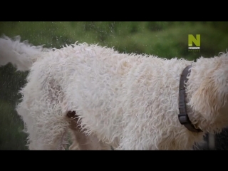 viasat nature. man's best friend episode 1