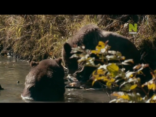 animal instinct: season 3 episode 1 (british columbia. canada: grizzly encounter) hd 720p