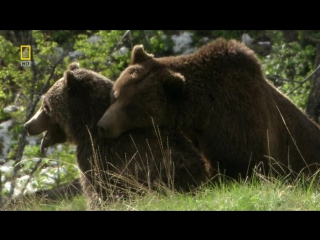 yellowstone is a battlefield. grizzly valley / yellowstone battleground. grizzly cauldron (2008)