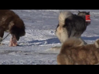 the town of polar bears season 1 episode 11 of 12. last dance / polar bear town (2015)