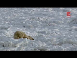 the town of polar bears season 1 episode 8 of 12. feast in time of plague / polar bear town (2015)