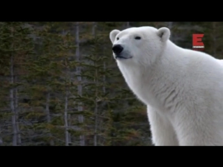 the town of polar bears season 1 episode 6 of 12. trick or trap / polar bear town (2015)