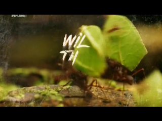 dominic monaghan and the wild creatures season 1 episode 5 cameroon. giant white goliath beetle (2012)