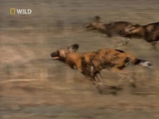 natural born hunters (created to kill) 24th series. killer dogs / built for the kill (2001)