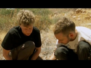 dominic monaghan and the wild creatures season 1 episode 3. namibia. black-tailed scorpion. (2012)