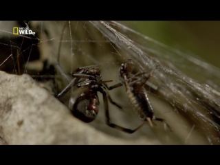 incredible spiders (2015) hd 720p