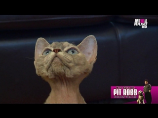 introduction to cat breeding season 3 episode 1 / cats 101 (2010)