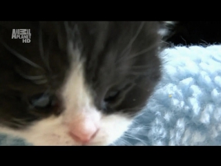 introduction to cat breeding season 3 episode 5 / cats 101 (2010)