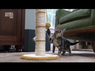 introduction to cat breeding season 3 episode 4 / cats 101 (2010)