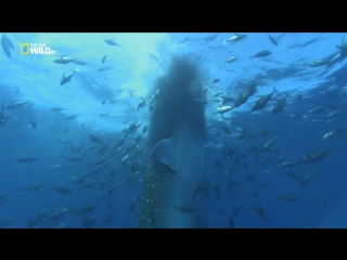 world's weirdest episode 1 (sharks) hd 1080p