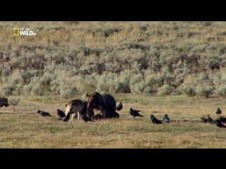 national parks of america: episode 6 (yellowstone) hd