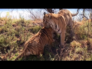 life with tigers: episode 1 (mating games) hd 720p