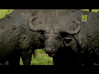 animal instinct: season 2 episode 1 (uganda huge gorillas) hd 720p