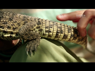 dominic monaghan and the wild creatures: season 2 episode 4 (gabon viper. zambia) hd 720p