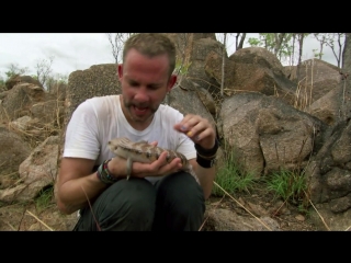 dominic monaghan & the wild creatures: season 2 episode 2 (white bat. australia) hd 720p