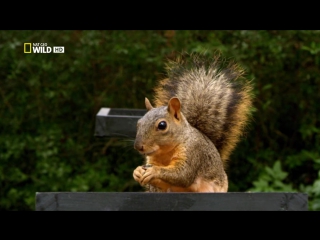 super squirrel / super squirrel (2014) - documentary