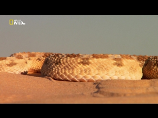 wild egypt / wild egypt (2015) hd 720p