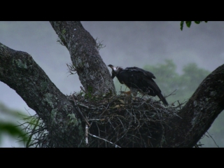 wild brazil: episode 3 (in the eagle's shadow) hd 720p