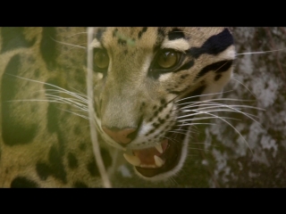 big cats. amazing family series 2 hd 720p