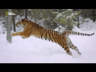 big cats. amazing family series 1 hd 720p