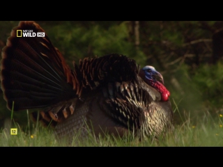 national parks of america: series 8 (great smoky mountains) hd 720p