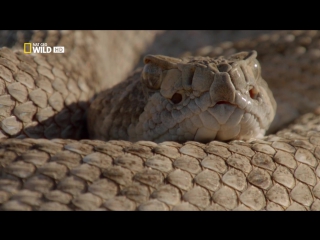 national parks of america: series 7 (saguaro) hd 720p