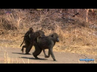 wildlife the serengeti episode 2 / wildlife the serengeti (2009)