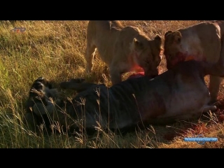 wildlife the serengeti episode 1 / wildlife the serengeti (2009)