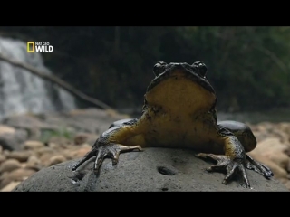 monster frog (2014) hd 720p - documentary