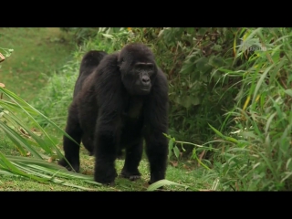 big and bad season 2 episode 3 of 6 - mountain gorillas / biggest and baddest (2014)