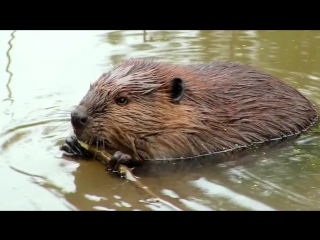 the secret life of beavers (beaver whisperers) / the beaver whisperers / (2013) - documentaries