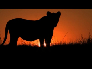 the last lions / the last lions / (2011) - documentaries